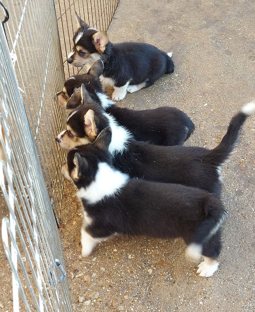 chiot Welsh Corgi Pembroke Prinkadiam