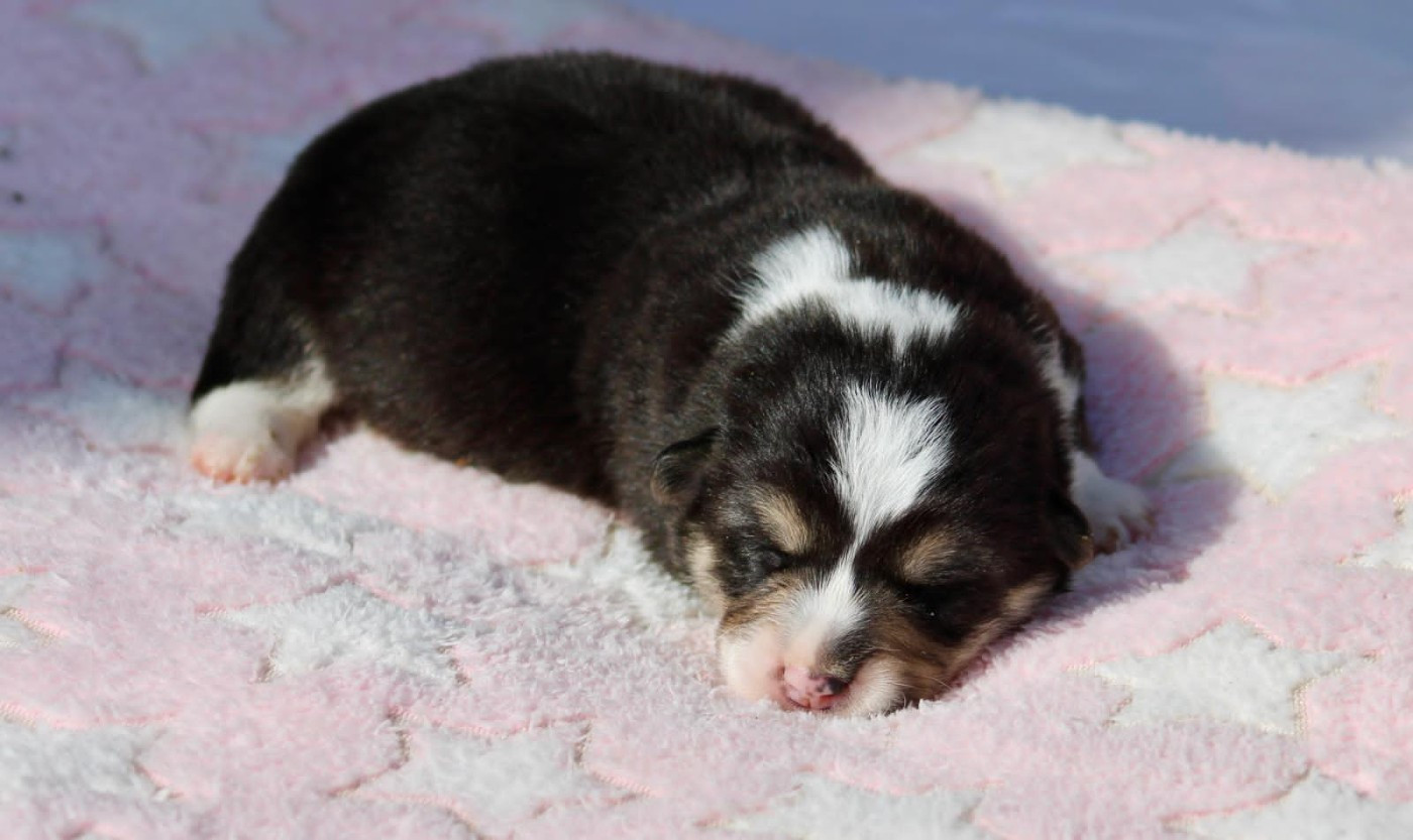 Prinkadiam - Chiots disponibles - Welsh Corgi Pembroke