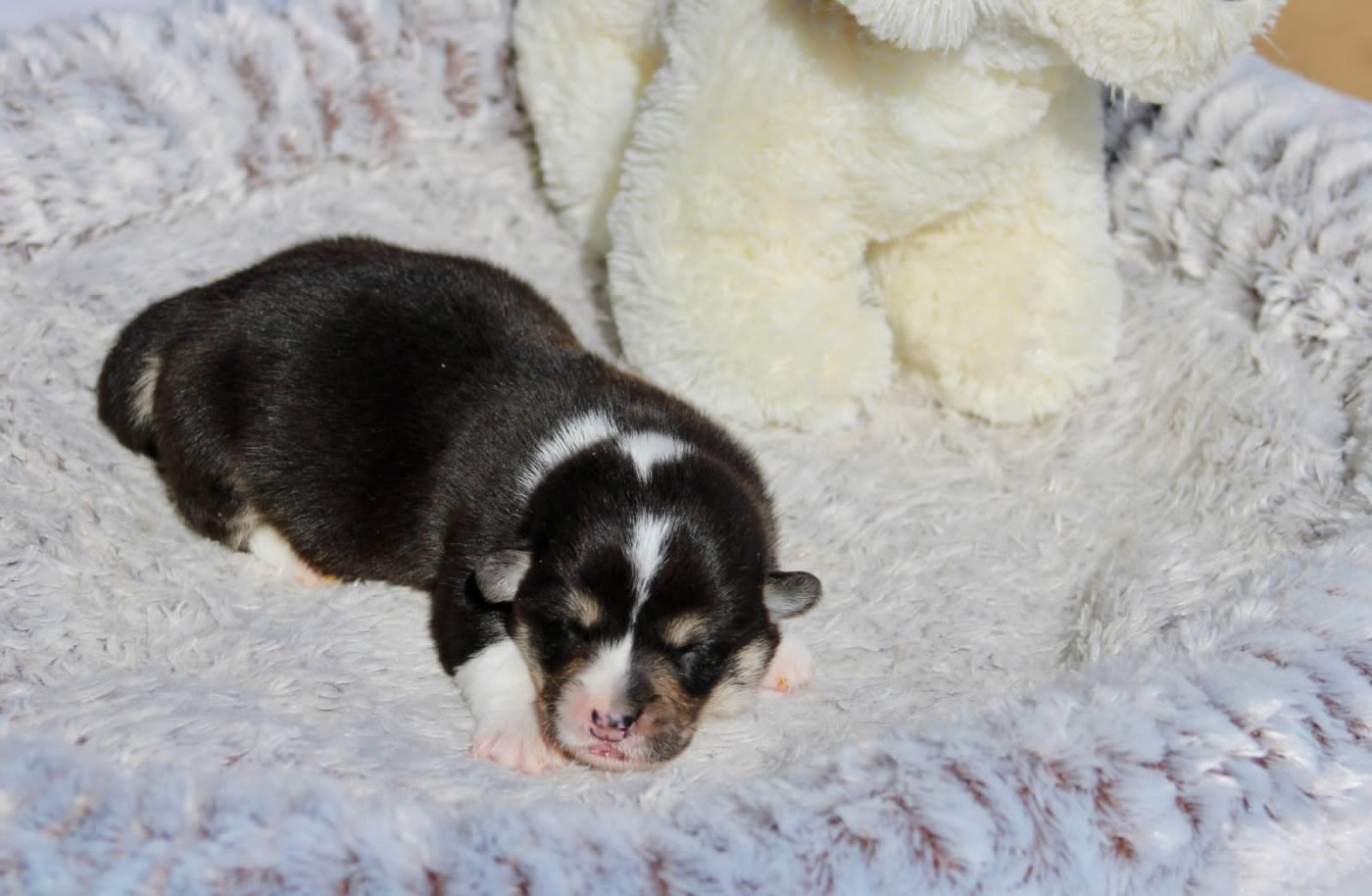 Prinkadiam - Chiots disponibles - Welsh Corgi Pembroke