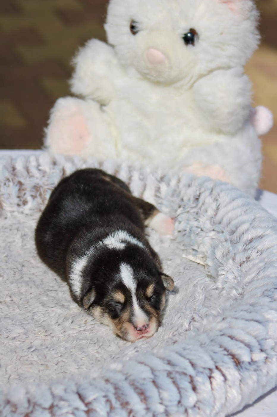 Prinkadiam - Chiots disponibles - Welsh Corgi Pembroke