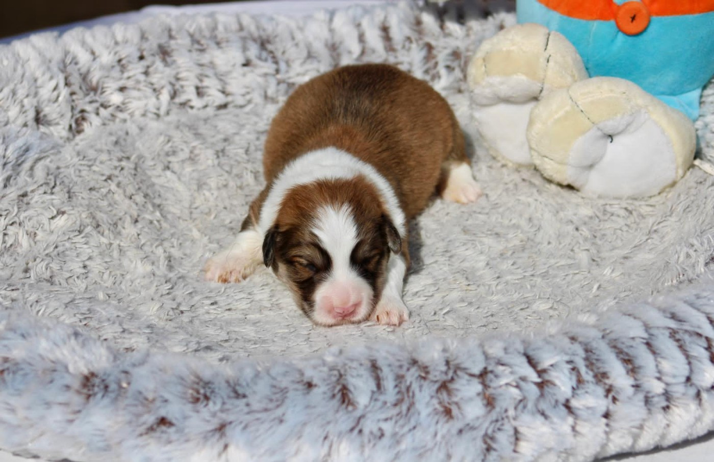 Prinkadiam - Chiots disponibles - Welsh Corgi Pembroke