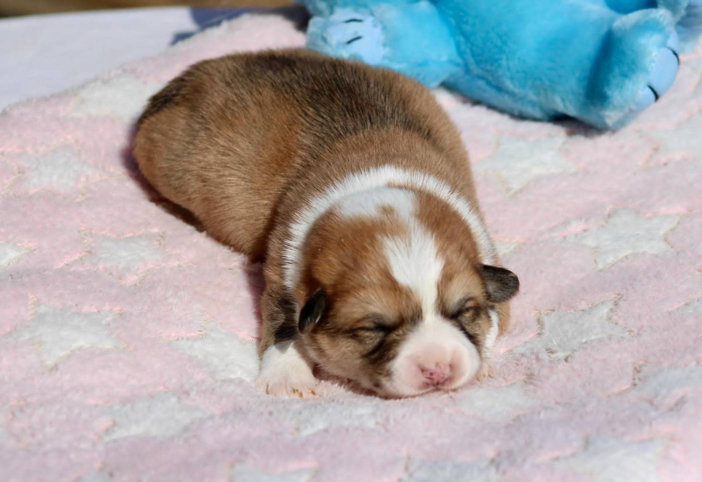 Prinkadiam - Chiots disponibles - Welsh Corgi Pembroke