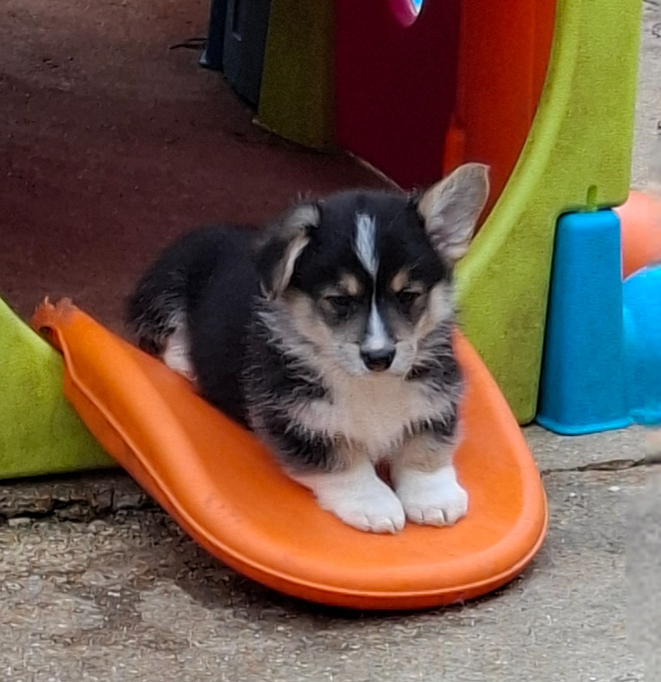 Prinkadiam - Chiots disponibles - Welsh Corgi Pembroke